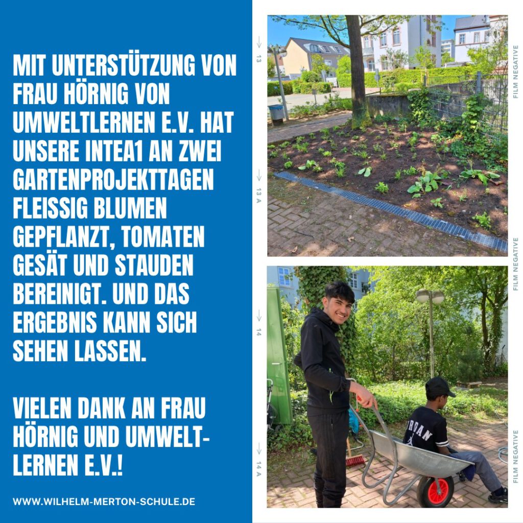 Mit Unterstützung von Frau Hörnig von Umweltlernen E.V. hat unsere INTEA1 an zwei Gartenprojekttagen feißig Bluen gepflanzt, Tomaten gesät und Stauden bereinigt. Das Ergebnis kann sich sehen lassen.